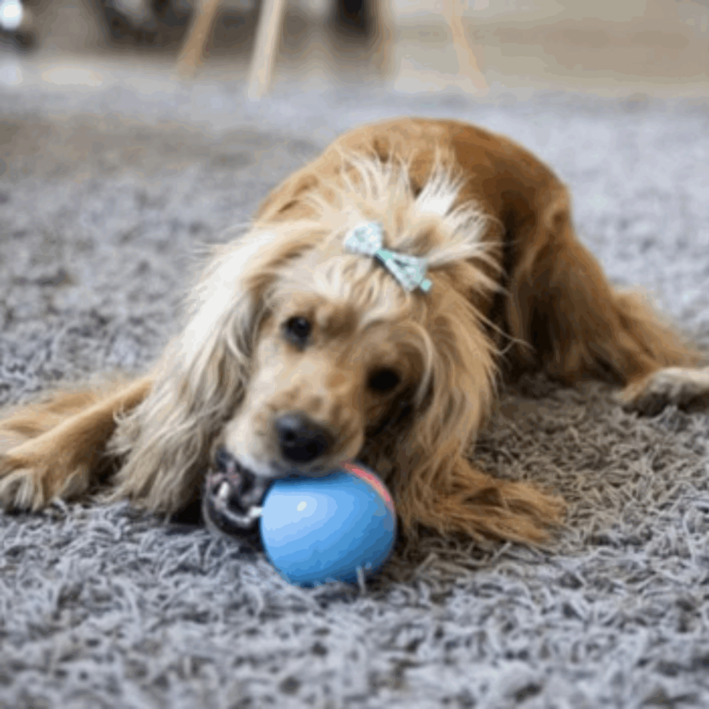 Peppy Pet Ball (Official Retailer) 2025