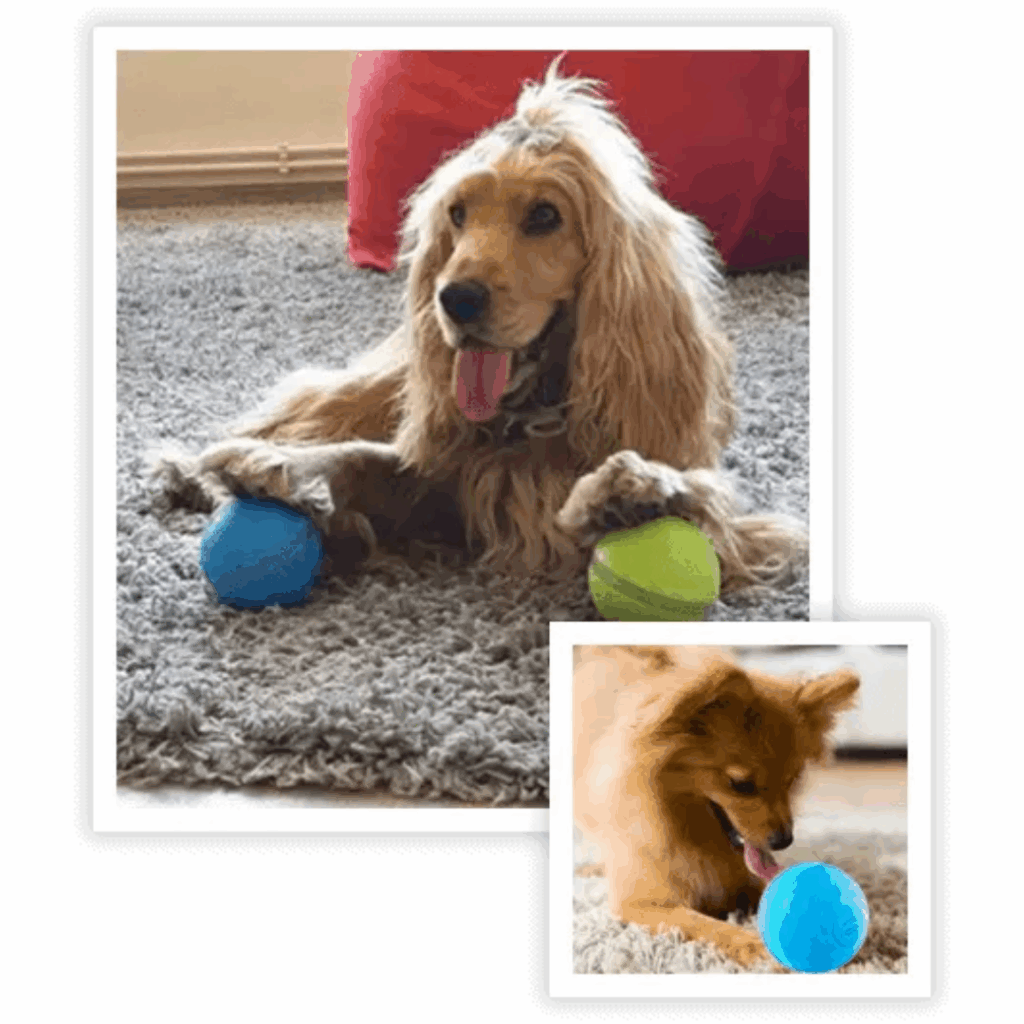 Peppy Pet Ball (Official Retailer) 2025