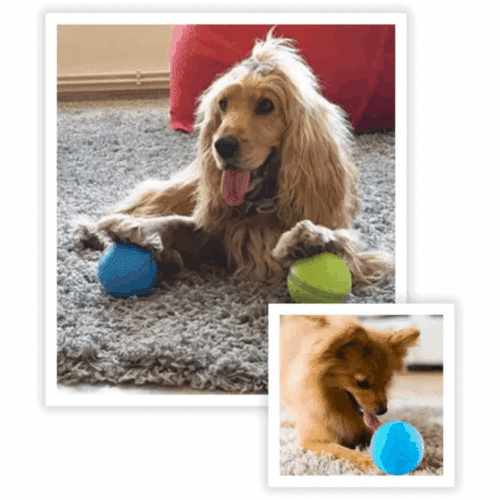 Peppy Pet Ball (Official Retailer) 2025