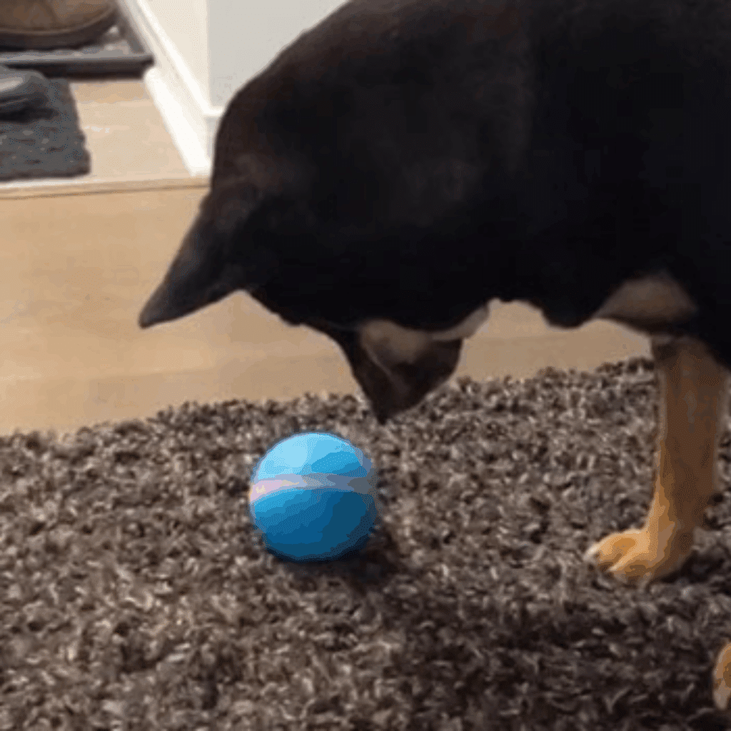 Peppy Pet Ball (Official Retailer) 2025