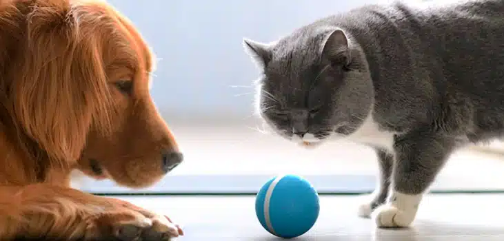 Peppy Pet Ball: Official Website